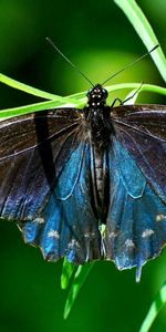 Macro,Wings,Butterfly,Plant