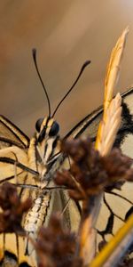 Macro,Wings,Patterns,Butterfly