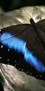 Macro,Wings,Surface,Butterfly,Dark