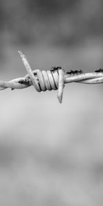 Macro,Wire,Braiding,Weaving,Ants,Bw,Chb