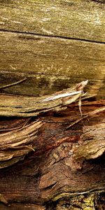 Macro,Wood,Bark,Wooden,Surface,Old