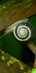 Macro,Wood,Crawl,Planks,Dampness,Wooden,Snail,Board