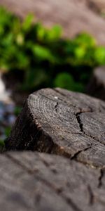 Macro,Wood,Penek,Macro Photography,Background,Wooden,Stump