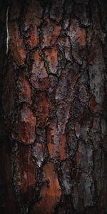 Macro,Wood,Tree,Bark,Wooden,Texture,Textures