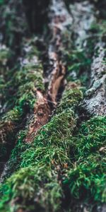 Macro,Wood,Tree,Blur,Smooth,Moss,Bark