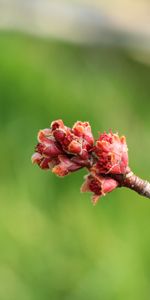 Macro,Madera,Árbol,Rama,Primavera,Riñón,Riñones