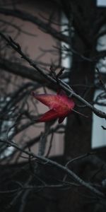 Macro,Wood,Tree,Branches,Leaflet