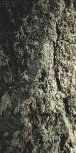 Macro,Wood,Tree,Close Up,Moss,Bark