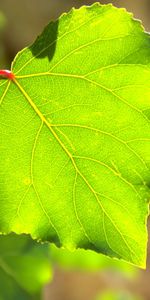 Macro,Wood,Tree,Sheet,Leaf