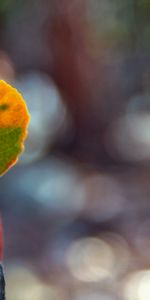 Macro,Wood,Tree,Sheet,Leaf,Spots,Bark,Glare,Stains,Autumn