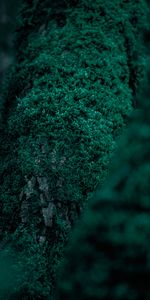 Macro,Wood,Tree,Vegetation,Moss,Leaves