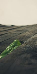 Macro,Wood,Wooden,Surface