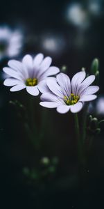 Macro,Zvezdchatka,Flowers,Petals,Star