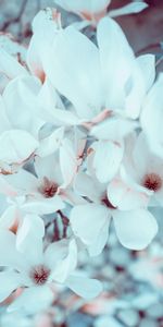 Magnolia,Flowers,Flowering,Bloom