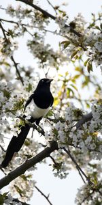 Oiseau,Branche,Pie,Animaux,Floraison