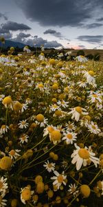 Mainly Cloudy,Overcast,Field,Flowers,Summer,Camomile