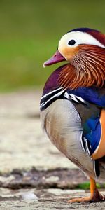 Mandarin Duck,Animals,Bird,Beautiful,Color