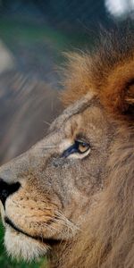 Mane,Head,Profile,Animals,Lion