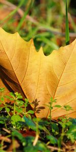 Maple,Grass,Sheet,Leaf,Nature