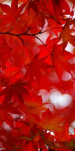 Maple,Japanese Maple,Branches,Glare,Nature,Leaves