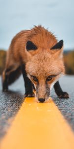 Renard,Flairer,Flair,Faune,Balisage,Curiosité,Asphalte,Un Renard,Animaux