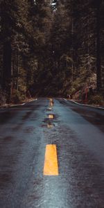 Markup,Asphalt,Turn,Road,Nature,Wet,Forest