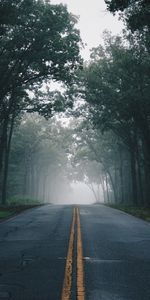 Camino,Margen,Asfalto,Naturaleza,Árboles,Niebla