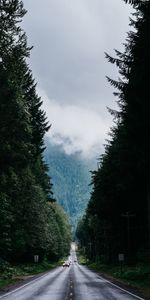 Markup,Traffic,Movement,Trees,Fog,Forest,Road,Nature