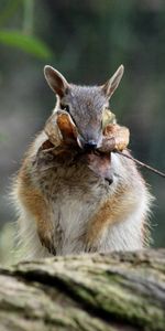 Oso Hormiguero Marsupial,Oso Hormiguero De Marsk,Cepo,Reservas,Nambat,Animales,Follaje