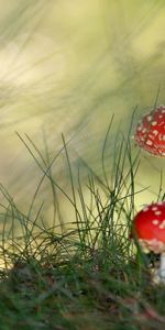 Champignons,Plantes