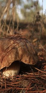 Champignons,Plantes