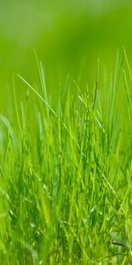 Meadow,Nature,Grass,Macro