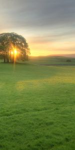 Meadow,Nature,Trees,Sun,Shine,Light,Evening,Expanse,Sunset,Open Spaces