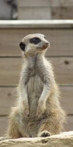 Meerkat,Камень,Сурикат,Сидеть,Животные