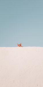 Minimalism,Funny,Look Out,Peek Out,Cat,Wall