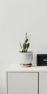 Minimalism,Miscellanea,Bedside Table,Radio,Cactus,Miscellaneous