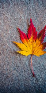 Minimalism,Miscellanea,Miscellaneous,Sheet,Leaf,Maple,Autumn