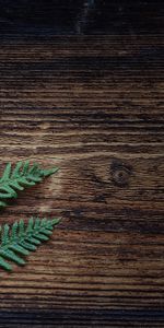 Minimalism,Plant,Fern,Leaves