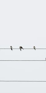 Minimalism,Wire,Swallows,Wires,Birds