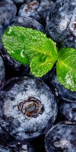 Mint,Bilberries,Macro,Berries,Wet,Food