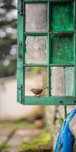 Flou,La Fenêtre,Minable,Miteux,Lisse,Cadre,Fenêtre,Oiseau,Divers