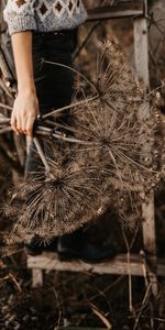 Miscellanea,Bouquet,Dry,Hand,Miscellaneous,Plants