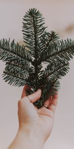 Miscellanea,Branch,Fir,Spruce,Needles,Hand,Miscellaneous