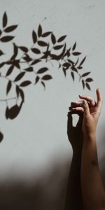 Miscellanea,Branch,Shadow,Hand,Miscellaneous,Wall