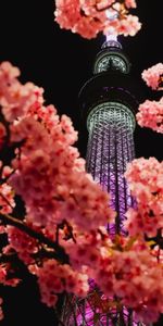 Miscellanea,Branches,Backlight,Illumination,Tower,Flowers,Sakura,Miscellaneous