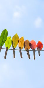 Fil,Pinces À Linge,Linge,Le Fil,Feuilles,Divers,Automne