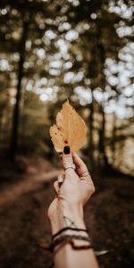 Miscellanea,Dry,Autumn,Hand,Miscellaneous,Leaflet