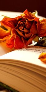 Sec,Pétales,Fleur,Une Rose,Divers,Livre,Rose