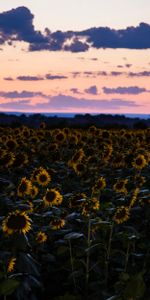 Miscellanea,Field,Sunset,Sky,Miscellaneous,Sunflowers