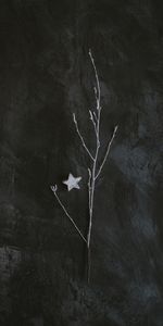 Miscellanea,Grey,Branch,Star,Miscellaneous,Minimalism